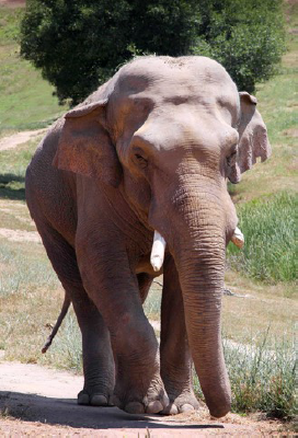 elephant