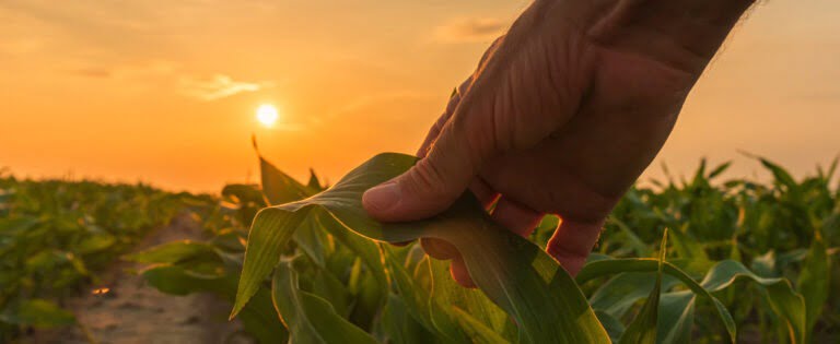 Agriculture – Irrigation