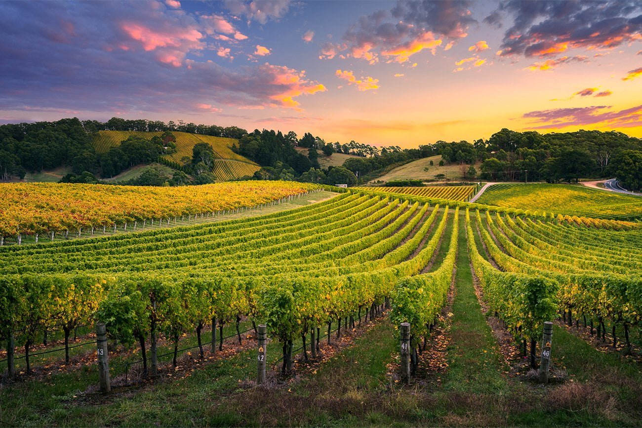Vineyard